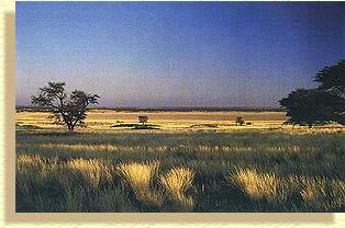 Western Kalahari Parklands